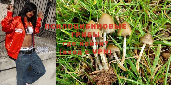 PSILOCYBIN Иннополис